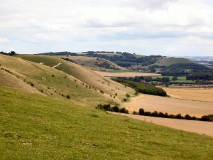 Pewsey Downs National Nature Reserve
